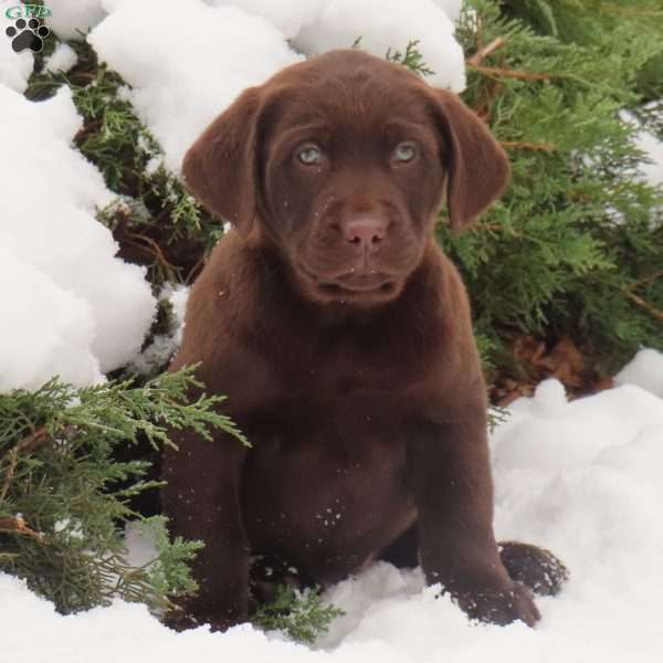 Judson, Chocolate Labrador Retriever Puppy